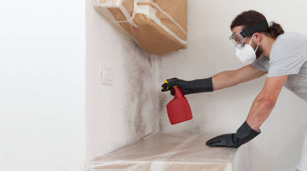 Attic Mold Remediation treatment on roof deck in Elkton